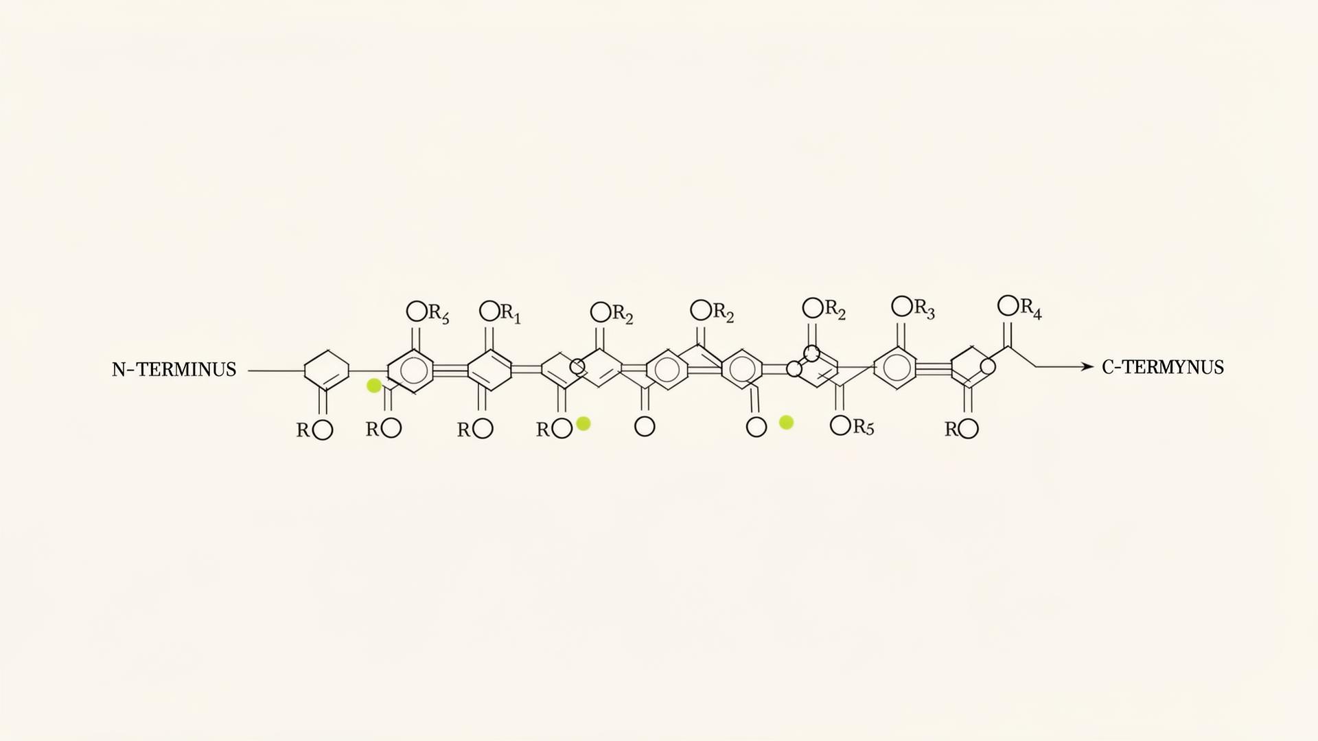 Line diagram of a peptide molecule: a chain of amino acid residues linked by peptide bonds, with N-terminus and C-terminus labeled.